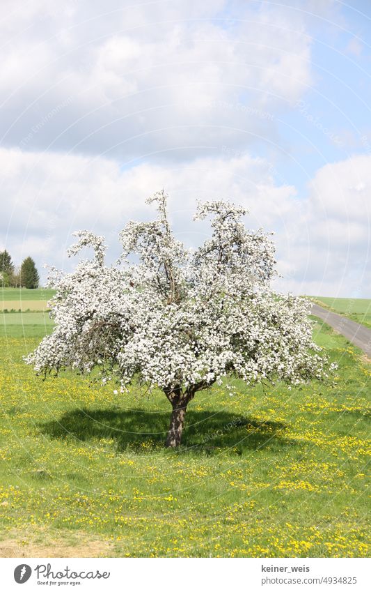White flowering apple tree in spring Apple tree Tree Blossom Fruit trees foaming Meadow Green Sky Clouds idyll idyllically Joie de vivre (Vitality) Spring