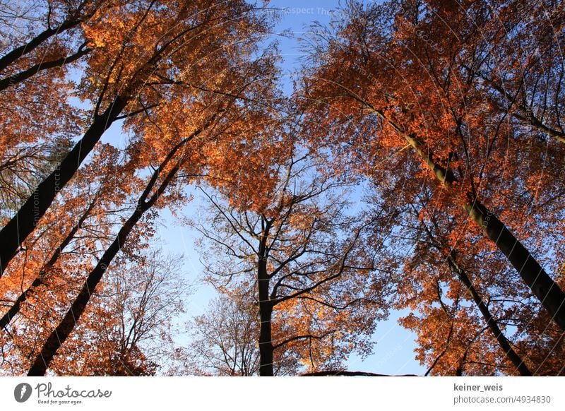 Autumn leaves in the forest on trees reaching to the sky Sky Blue Deciduous forest Brown Red tree trunks Forest aridity Dry Nature Perspective Tree