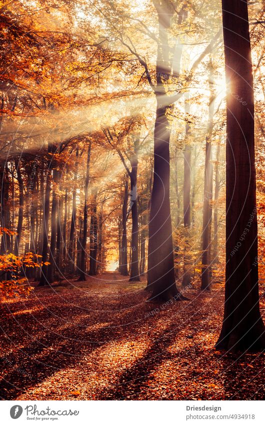 Sunlight Streaming Through Trees In Forest During Autumn. Forest atmosphere Forest walk tranquillity natural environment autumn light natural light daylight