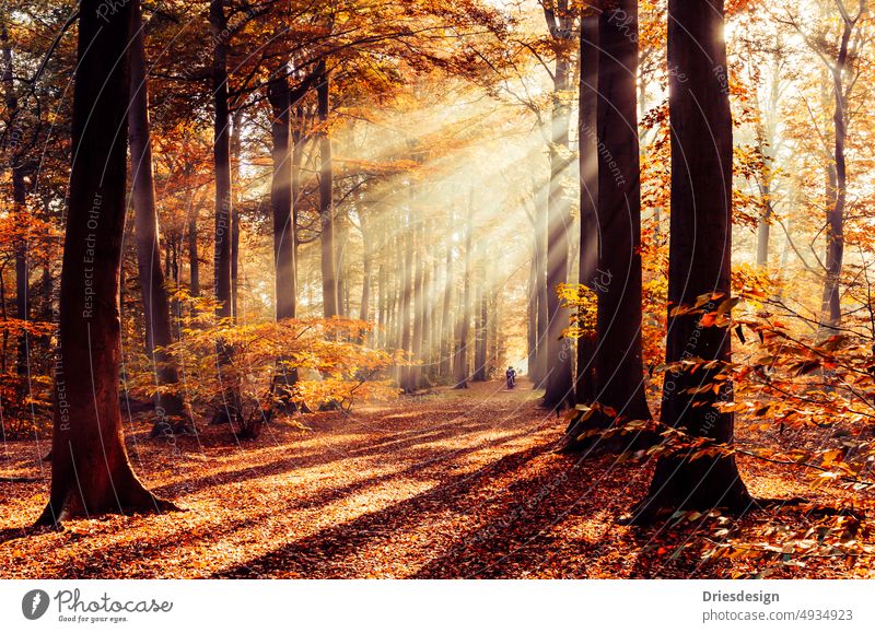 Cyclist driving through trees in forest during autumn with sunlight streaming through the trees. autumn forest trees forest tranquil scene sunlight rays