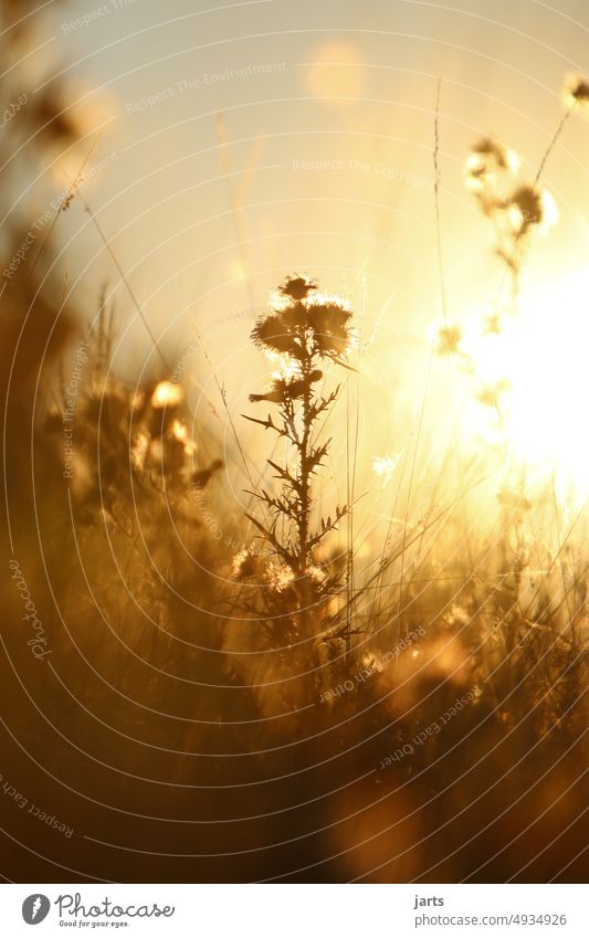 evening light Evening Sun Meadow Back-light Thistle Thorn Summer Thorny Environment Deserted Sunset Grass tranquillity Serene Peaceful Nature Plant Colour photo