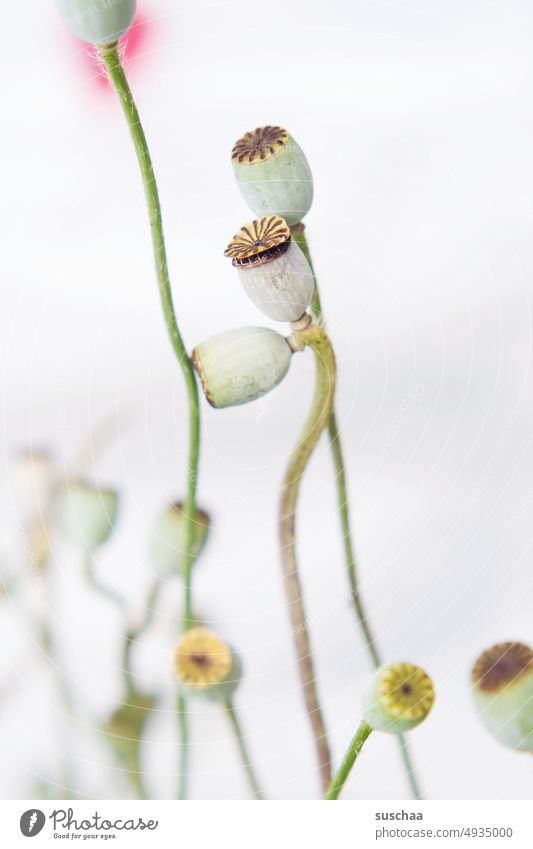poppy seed capsules Poppy wax Garden Stalk Flower Summer Bright stalk bright background Shallow depth of field