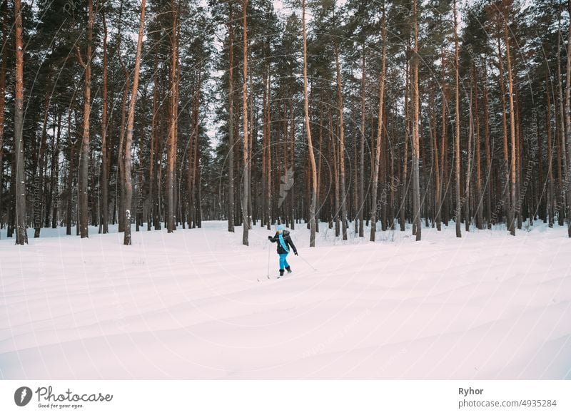 Active Adult Caucasian Woman Have Fun Are Skiing In Winter Snowy Forest. Active Healthy Lifestyle On Winter Nature active adult caucasian cold coniferous forest