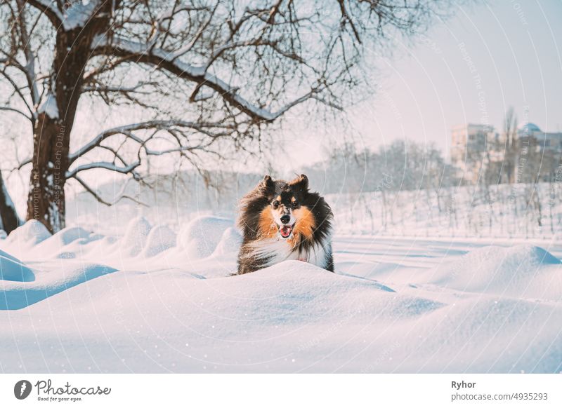 Funny Young Shetland Sheepdog, Sheltie, Collie Fast Running Outdoor In Snowy Park. Playful Pet In Winter Forest English Collie Long-Haired Collie