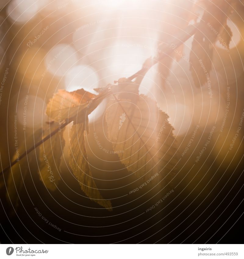 autumn lights Nature Plant Sunlight Autumn Leaf Glittering Illuminate To dry up Natural Brown Yellow Gold White Moody Calm Transience Time Blur Colour photo