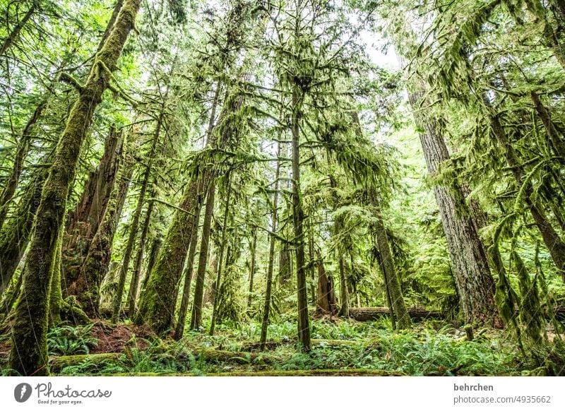 THAT IS FOREST! silent Idyll tranquillity Environment British Columbia Adventure Landscape Wanderlust Far-off places Nature Fantastic Vacation & Travel
