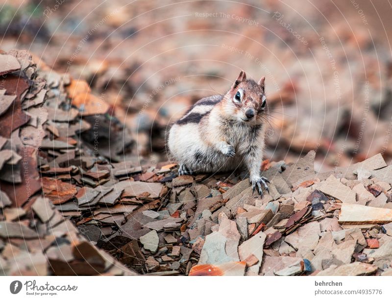 hello dude Animal protection Love of animals Eastern American Chipmunk Canada blurriness Close-up Animal portrait Colour photo Observe Detail Deserted