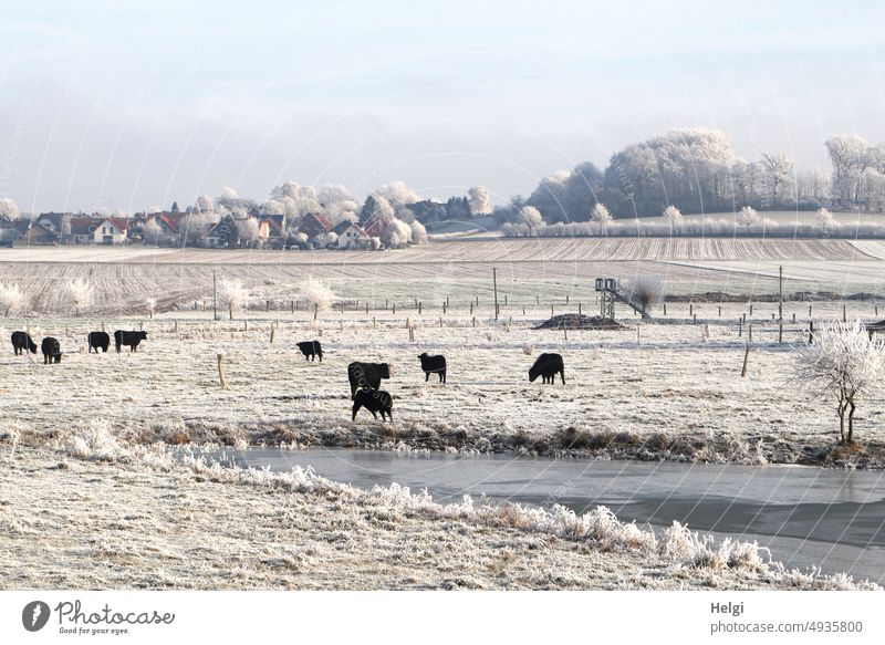 Winter morning - black cattle stand on hoarfrost covered meadows next to frozen pond winter landscape Idyll fields Black Pond Lake Hoar frost chill Frost