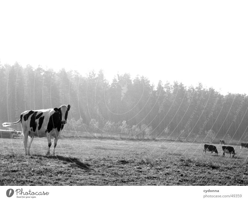 cow pasture Cow Animal Meadow Light Agriculture Livestock Spring Mammal Nature Black & white photo Pasture Landscape