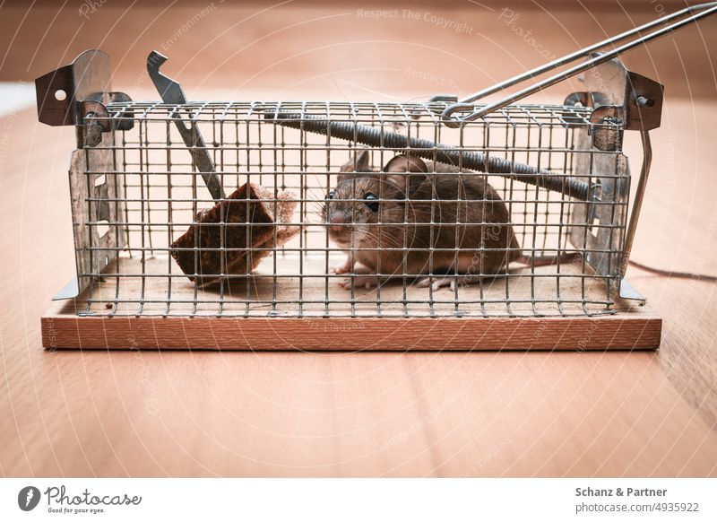 https://www.photocase.com/photos/4935922-caught-mouse-in-live-trap-mouse-animal-pet-photocase-stock-photo-large.jpeg