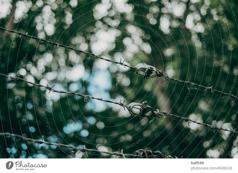 Barbed wire against blurred branches and bokeh Fence Border Barbed wire fence Barrier Safety Captured Dangerous Wire Threat Protection Freedom Metal Thorny Fear