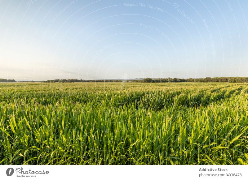 Cereal grass growing in agricultural field cereal agriculture farm green growth agronomy cultivate countryside farmland nature plantation grain vegetate summer