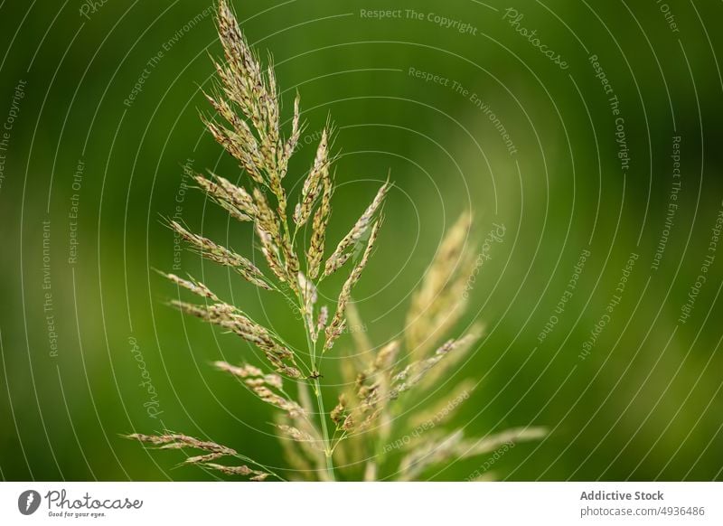 Grass spikelet in green field grass growth summer fresh nature plant flora season countryside vegetate organic tranquil delicate fragile natural daytime vibrant