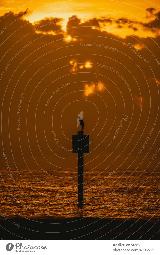 Seabird sitting on signpost in sea at sunset seabird cloudy sky pelican silhouette water wild clearwater florida usa america united states ripple evening