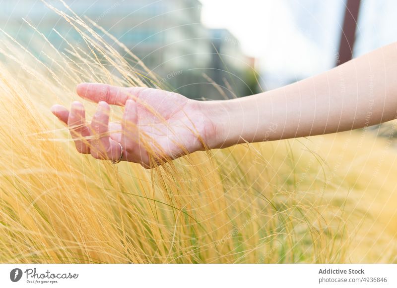Crop woman touching dry tall grass in city park gentle tranquil delicate harmony hand serene daytime calm female young tender romantic nature idyllic plant