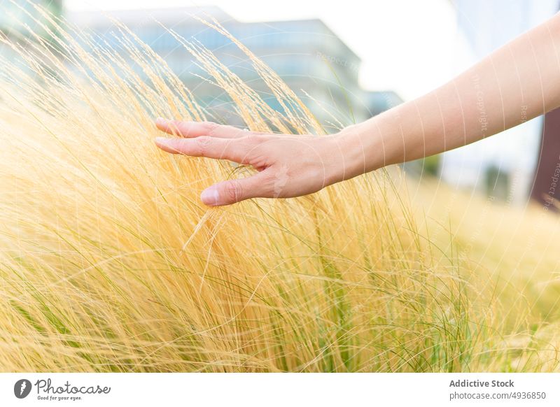 Crop woman touching dry tall grass in city park gentle tranquil delicate harmony hand serene daytime calm female young tender romantic nature idyllic plant