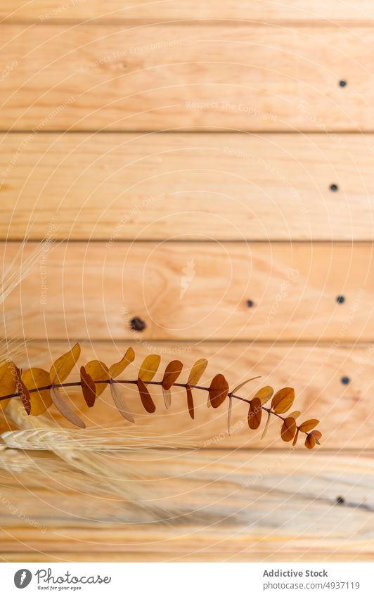 Dried eucalyptus leaves and wheat spikelets against wooden background leaf dried branch herbarium stem decoration plant foliage dry tender twig stalk rustic