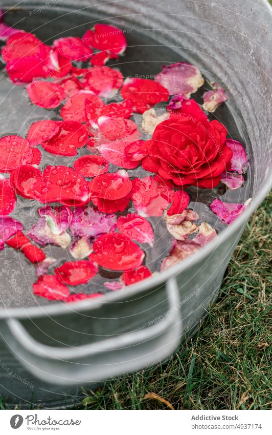 Metal basin with water and flower petals rose fresh plant meadow nature aqua romantic countryside float aroma delicate grassy flora fragrant idyllic serene red