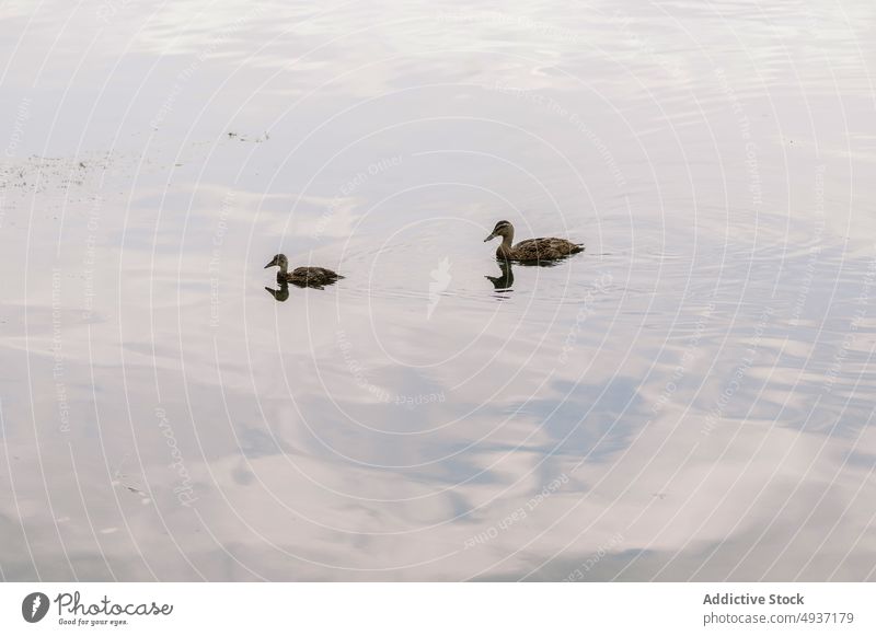 Adorable mallards swimming in peaceful lake duck waterfowl bird float calm ornithology wild tranquil fauna anas platyrhynchos specie animal sunset reflection
