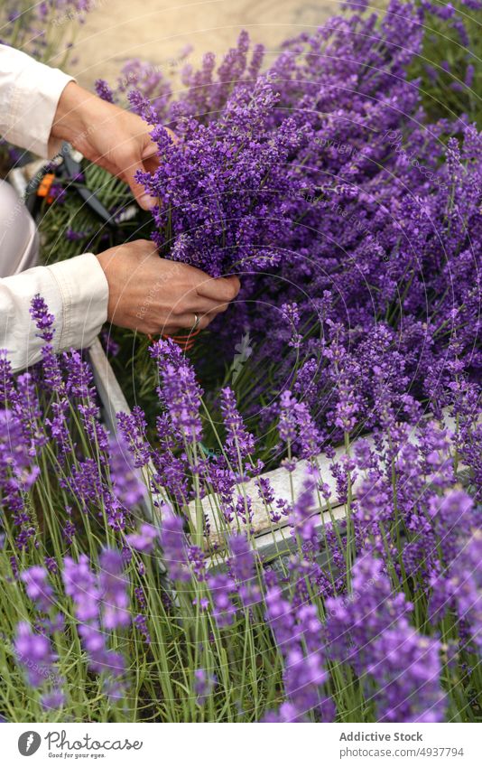 Anonymous female gardener cutting lavender flowers during harvesting works woman plant secateur horticulture cultivate agriculture mature apron countryside