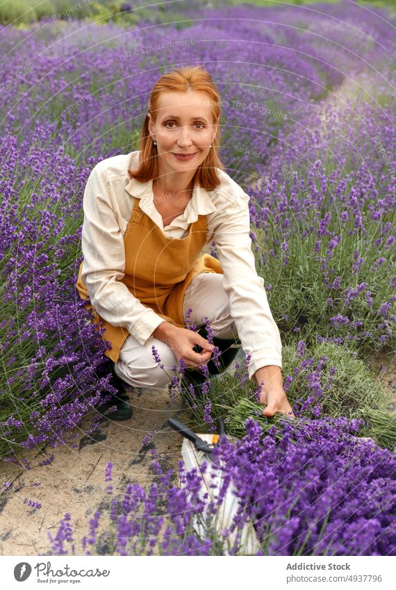 Female gardener cutting lavender flowers during harvesting works woman plant secateur horticulture cultivate delight smile agriculture female mature ginger hair