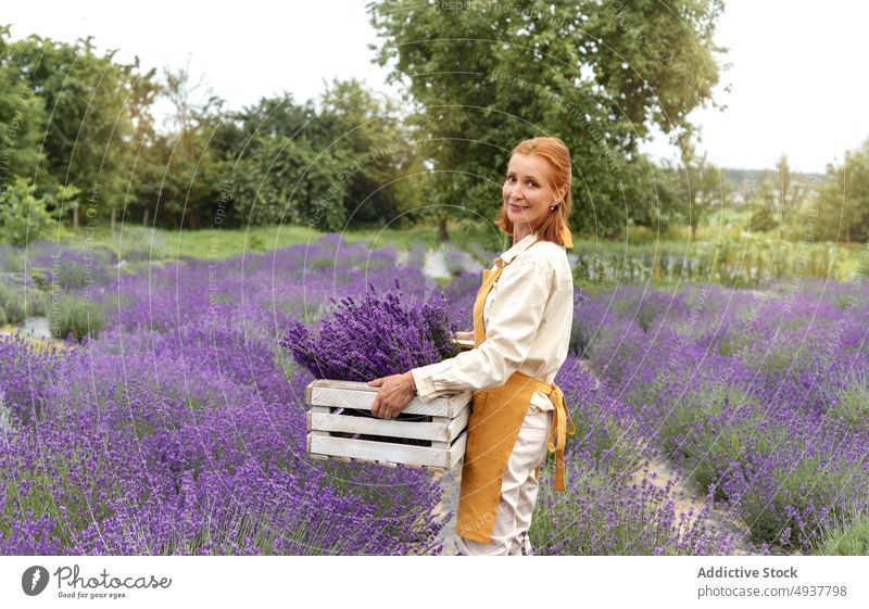 Smiling woman holding box with aromatic purple lavender in field flower harvest happy work smile countryside carry farmer owner female mature gardener cultivate