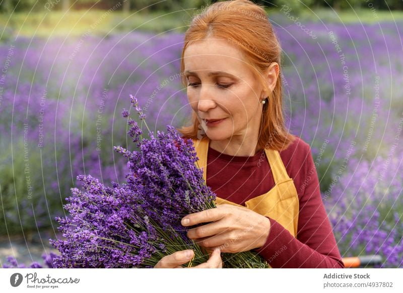 Redhead woman with bouquet of fresh harvested lavenders on farm gardener flower countryside nature plant field aroma harmony rural female mature redhead apron