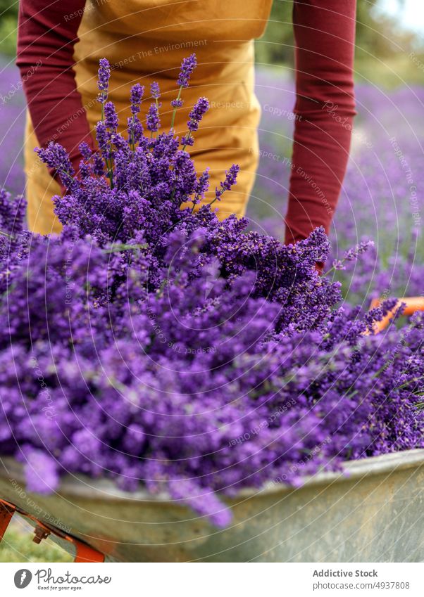 Crop anonymous woman collecting lavenders into metal cart harvest countryside flower plant gardener trolley cultivate work wheelbarrow fresh aromatic female