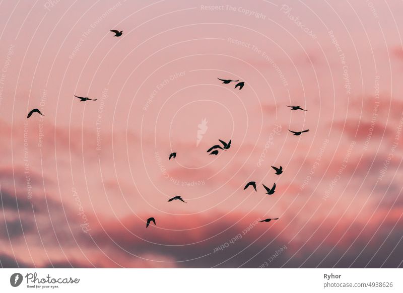 Flocks Of Wild Forest Birds Common Starling Flying In Spring Sunset Sunrise Orange Sky. Belarus,  Belarusian Nature, Wildlife European starling Sturnidae