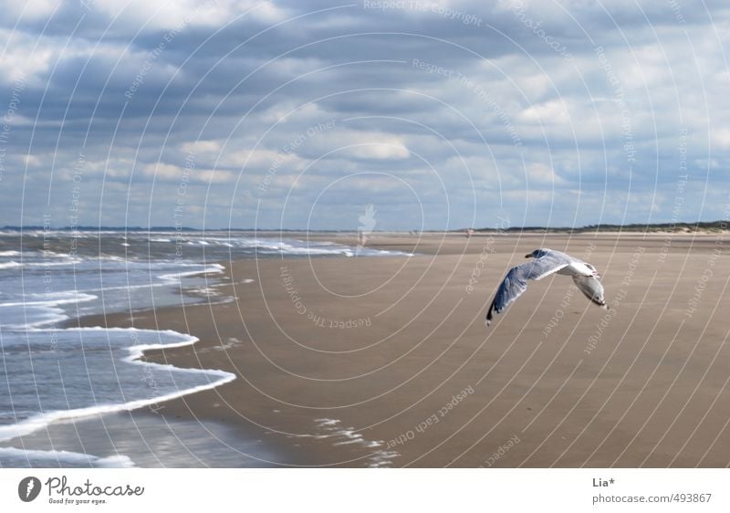 Seagull flies on the beach Sand Water Sky Clouds Waves North Sea Ocean Animal Bird Grand piano 1 Flying Free Blue Calm Relaxation Freedom Far-off places