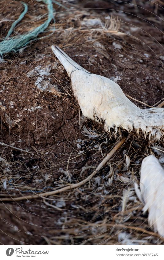 Dead gannet on Helgoland: died from H5N1 virus avian influenza North Sea Islands North Sea coast Nature reserve To go for a walk Landscape Hiking Discover