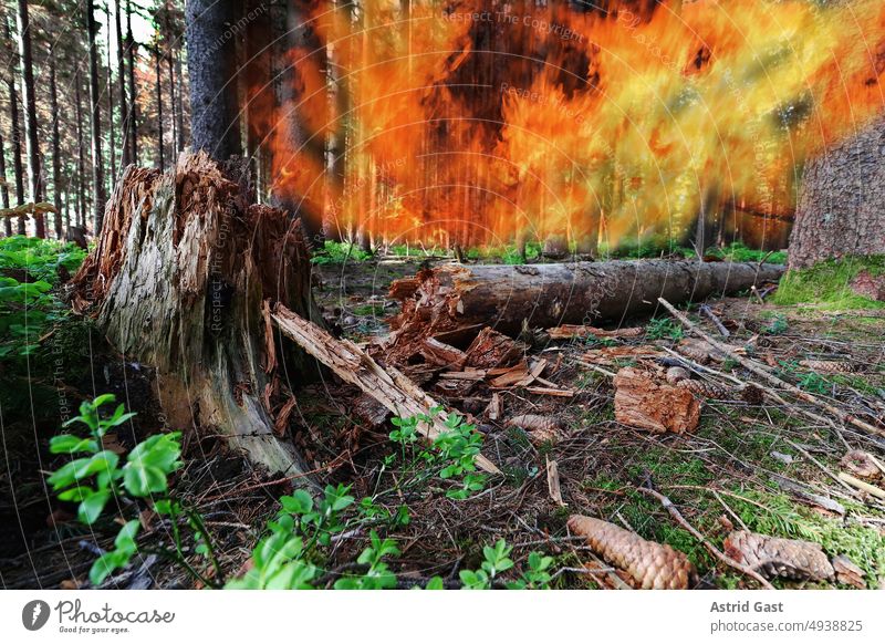 Danger of forest fire during severe drought Fire Blaze Forest fire aridity Drought conflagration Burn blaze flying sparks trees Dry ardor peril Dangerous