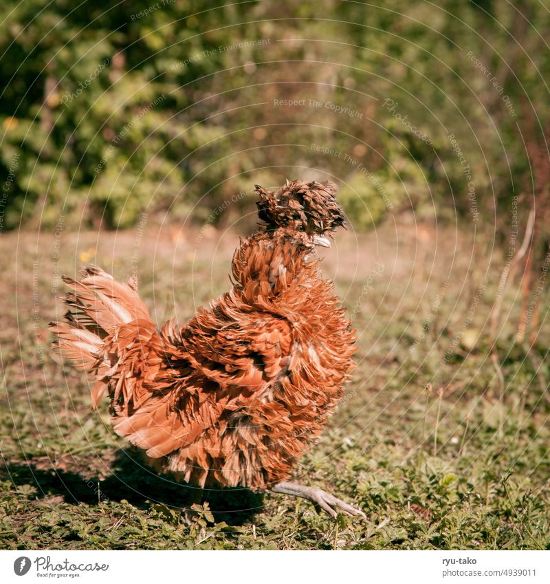 News from Mr. Scuttle Farm animal Dwarf Paduan Animal hairstyle wittily Fluffy Poultry Feather Garden Nature Free-range rearing Pet shaggy Animal portrait hen