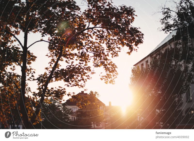 Abendspaziergang Spaziergang Sonne Gegenlicht Lichterscheinung Lichtstrahl Sonnenstrahlen Häuser Baum Laubbaum Herbst Herbstlaub warme Farben Sonnenuntergang