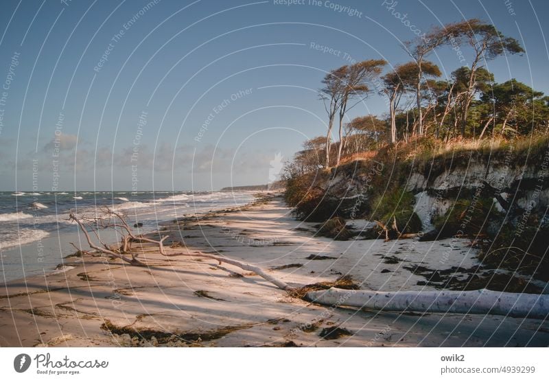 Long coast Western Beach Baltic Sea Tree Landscape Nature Environment Idyll Sand Wind cripple Bushes Beautiful weather Horizon Sunlight Elements Freedom