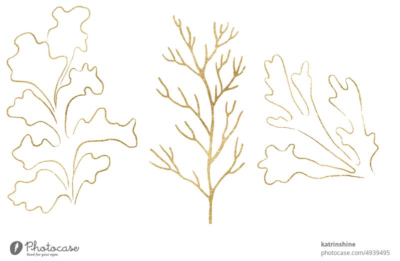 Seaweeds and corals made of golden outlines, single elements for beach wedding Illustration, clipart Decoration Drawing Element Exotic Hand drawn Holiday