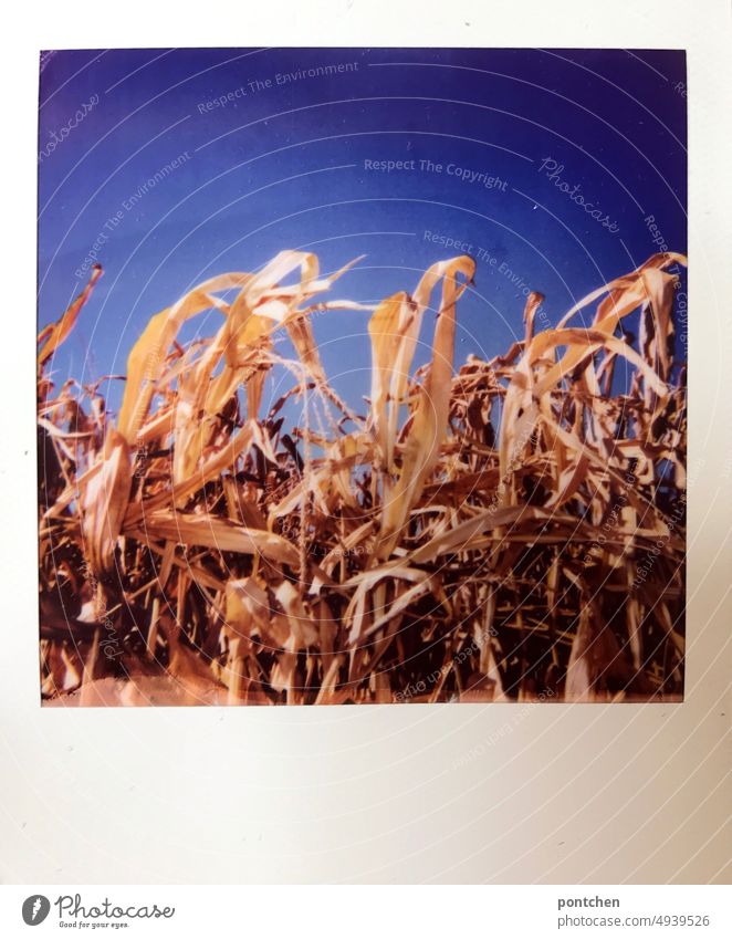 Polaroid shows a cornfield against a bright blue sky. Drought, climate change Maize field Field Agriculture ardor Summer Climate change wax Nutrition