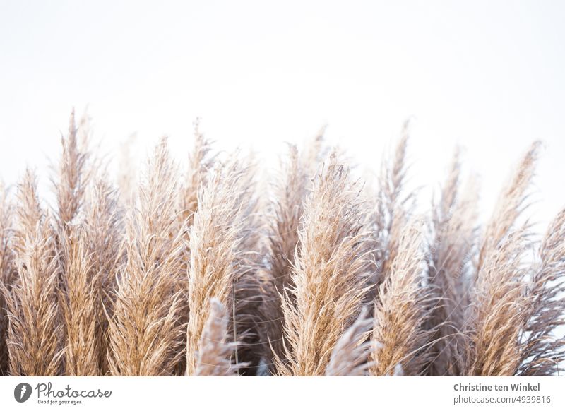 Pampas grass on a frosty morning chill frozen Bright Cold Light brown Autumn Winter Nature Frost Hoar frost winter Frozen Winter mood Plant Neutral background
