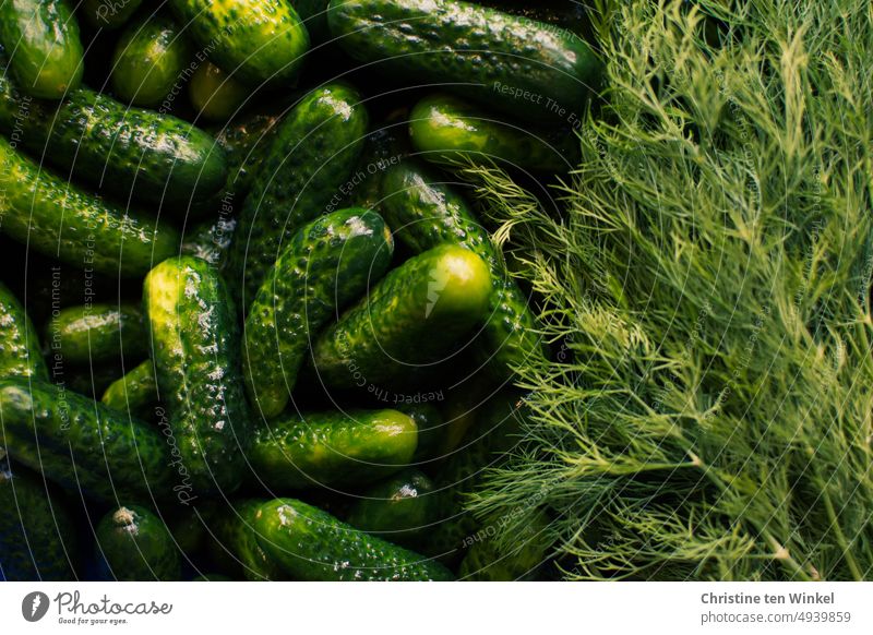 The cleaned pickled cucumbers and dill go straight into the jars and are cooked down gherkins Cucumbers Cucumber Time Gherkin Food cure Nutrition Vegetable