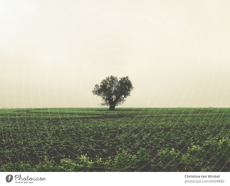 A lonely tree in a field Tree Landscape Nature naturally Sadness Hope Longing Grief Environment Far-off places Deserted Central perspective calm atmosphere