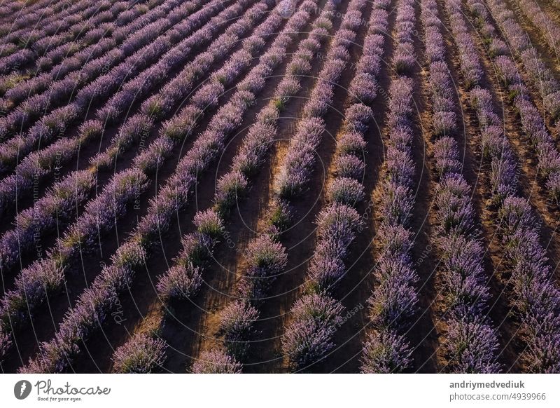 Aerial drone view of a lavender field with blooming purple flowers. Lavender Oil Production. Field with lavender rows. Aromatherapy. Relax. herb violet aerial
