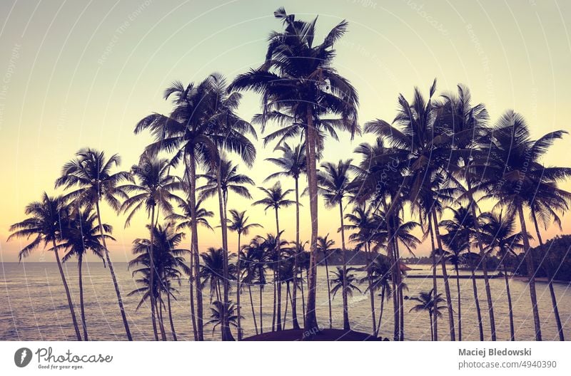 Tropical island with coconut palm trees silhouettes at sunset, color toning applied. beach ocean retro beautiful sea landscape tropical filtered vacation
