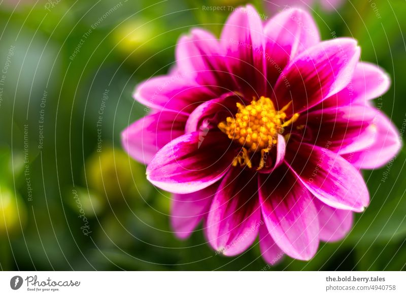 Dahlia pink Summer Pink Flower Blossom Plant Colour photo Blossoming Close-up Nature Garden Exterior shot Spring Shallow depth of field Deserted Day pretty