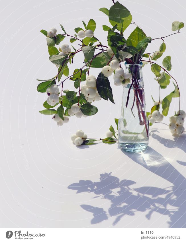 Snowberries branches in glass vase Light and shadow Shadow play twigs overhanging Decoration shrub ornamental shrub Snowberry symphoricarpos albus