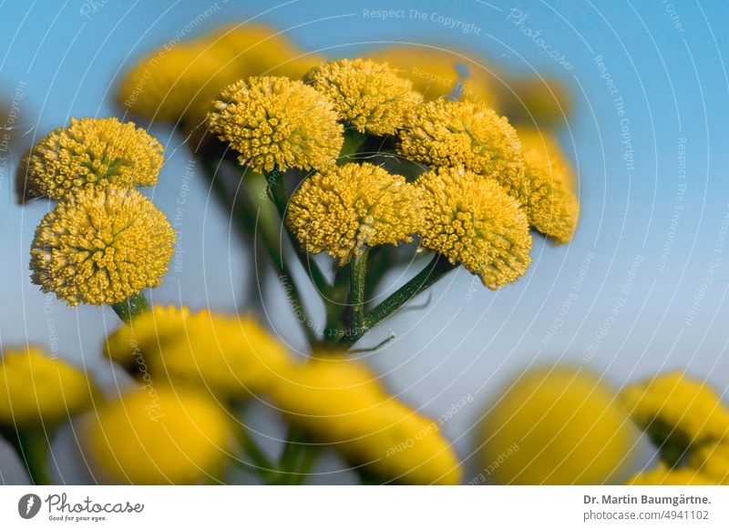 The common tansy or tansy, Tanacetum vulgare, Asteraceae Common usury inflorescence inflorescences Yellow shrub enduring perennial hardy composite asteraceae