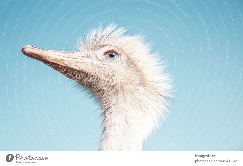 You look. Nandu and blue sky. White large ratite animal. native to South America, related to the ostrich and emu. Look Blue sky Large Flightless bird Animal