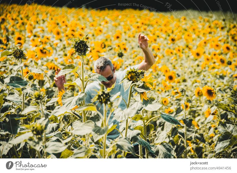 Sunflower field movement Human being Man Sunflowers Adults Experiencing nature Short-haired T-shirt Flower Field naturally Flower field Sunlight blurriness