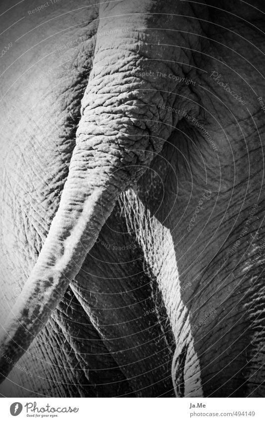 Elephant eye reverse Animal Wild animal Mammal Female elefant Elephant skin 1 Esthetic Exceptional Large Gray Black White Beautiful pachyderms
