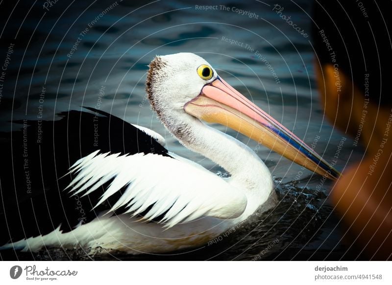 A boy is very close to the pelican swimming by on the river. They see each other eye to eye. Pelican Bird Animal Wild animal Beak Exterior shot Nature