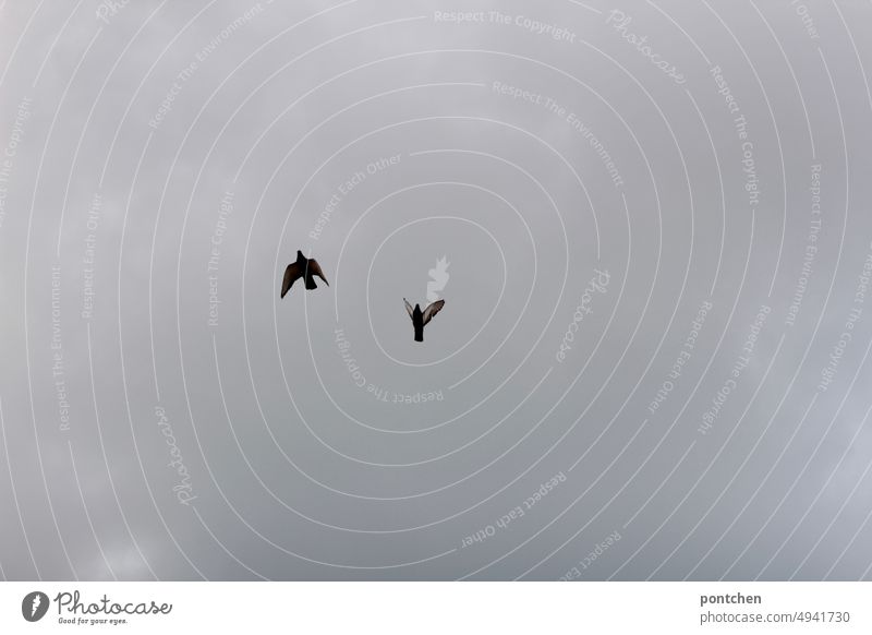 Two birds flying in front of cloudy and gray sky. Flying Couple Freedom Nature Bad weather Sky Exterior shot Day Wild animal Deserted Gray Grand piano